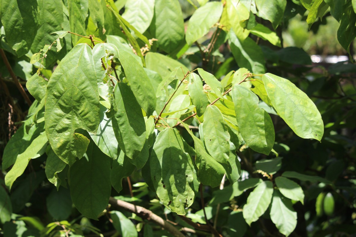 Sterculia zeylanica Kosterm.